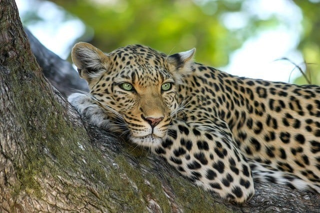 leopard-graf