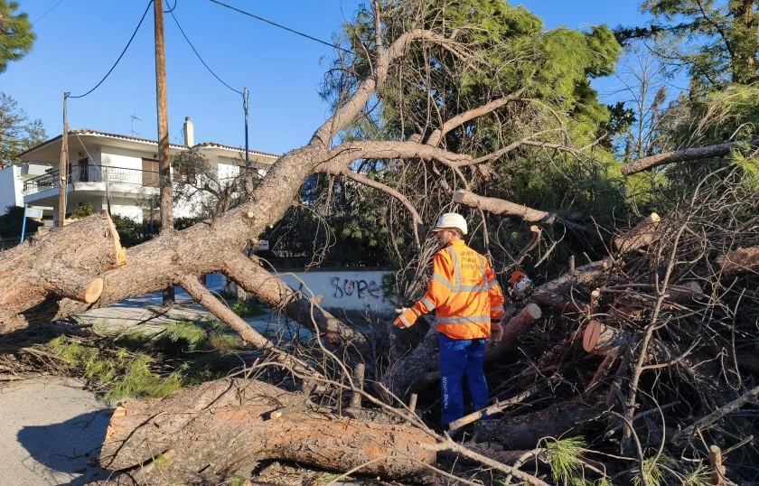 ptosi_dentrou_thessaloniki_anemoi2