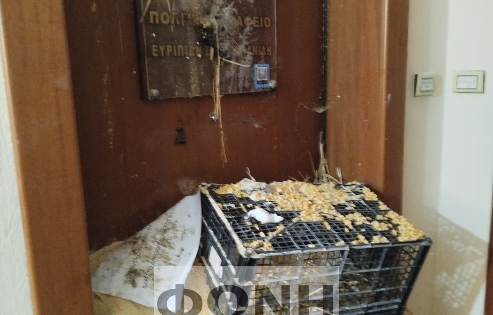 rodopi-stylianisis-kopria