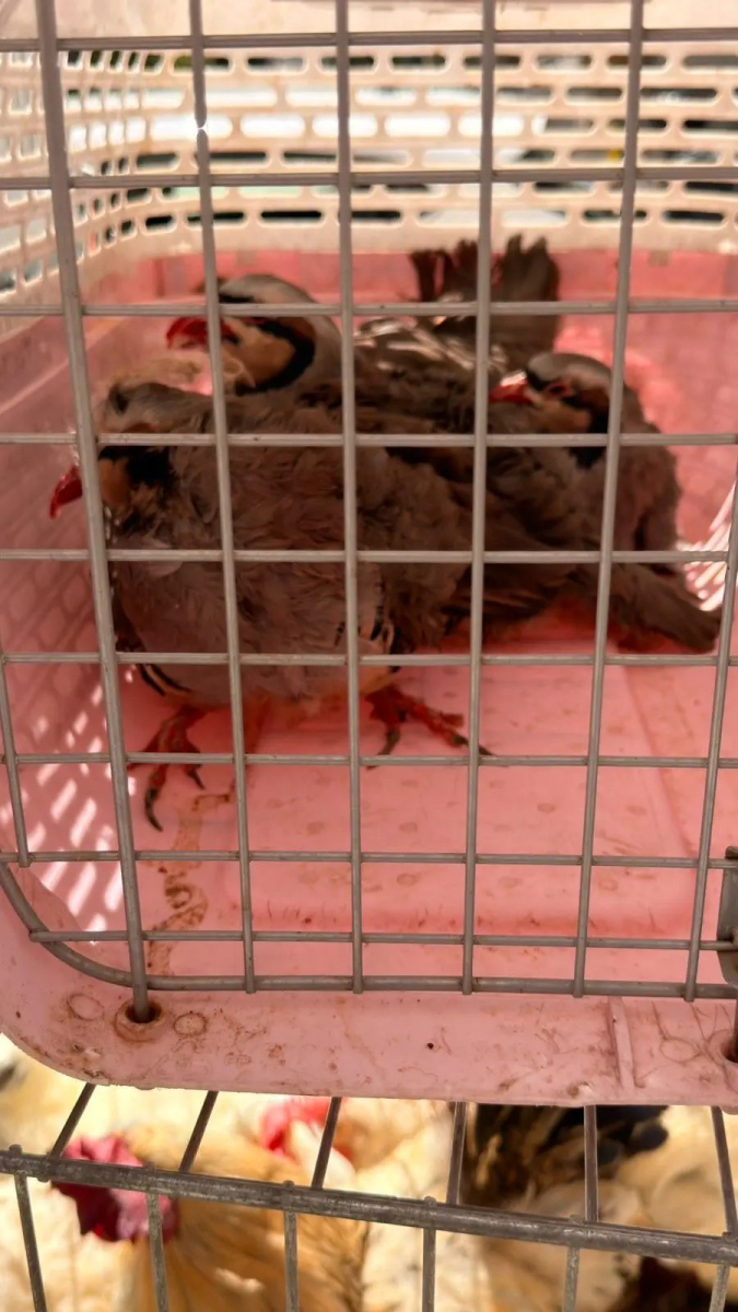 31032026-photo-4-675x1200